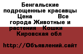 Бенгальские подрощенные красавцы. › Цена ­ 20 000 - Все города Животные и растения » Кошки   . Кировская обл.